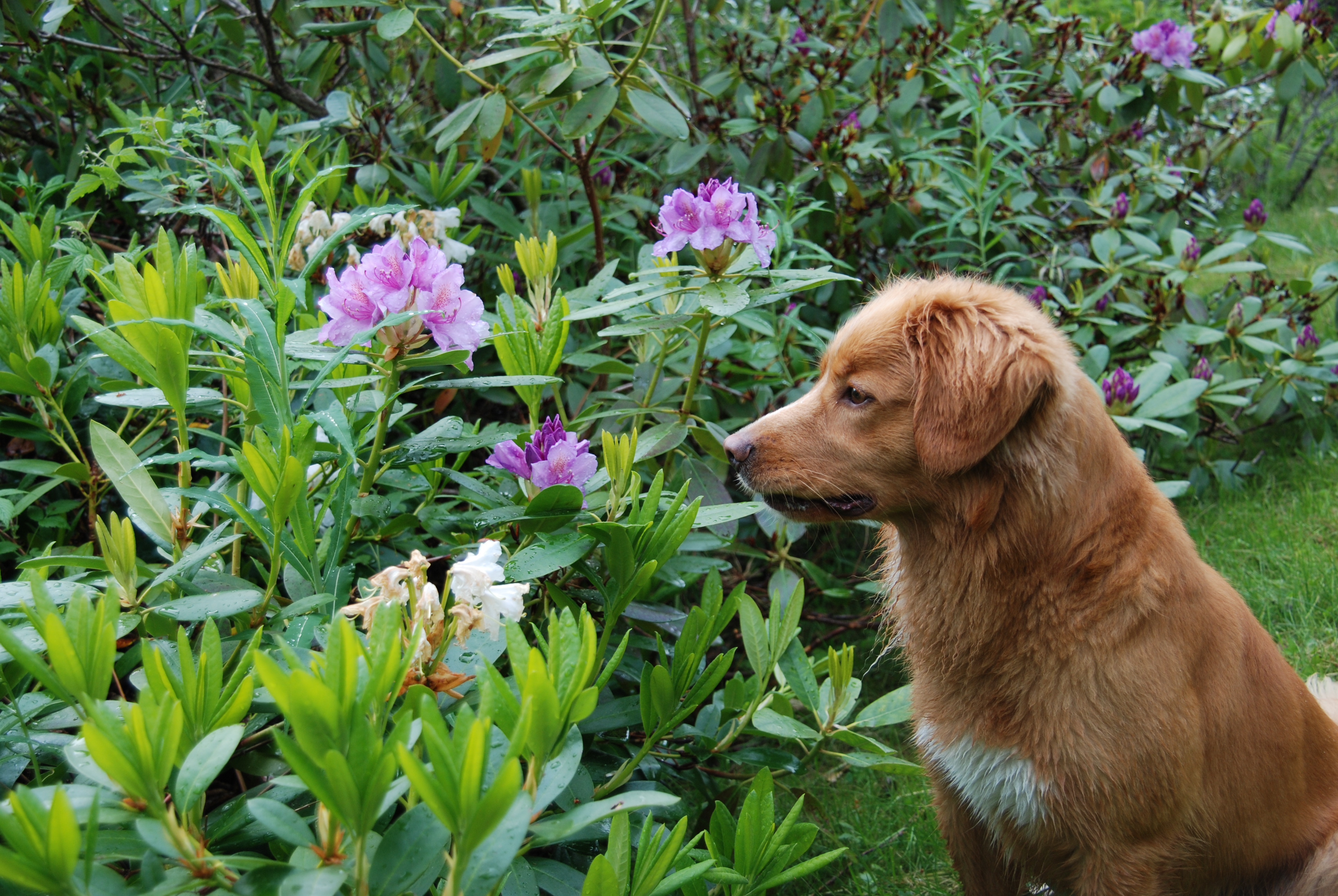 Blomsterduft